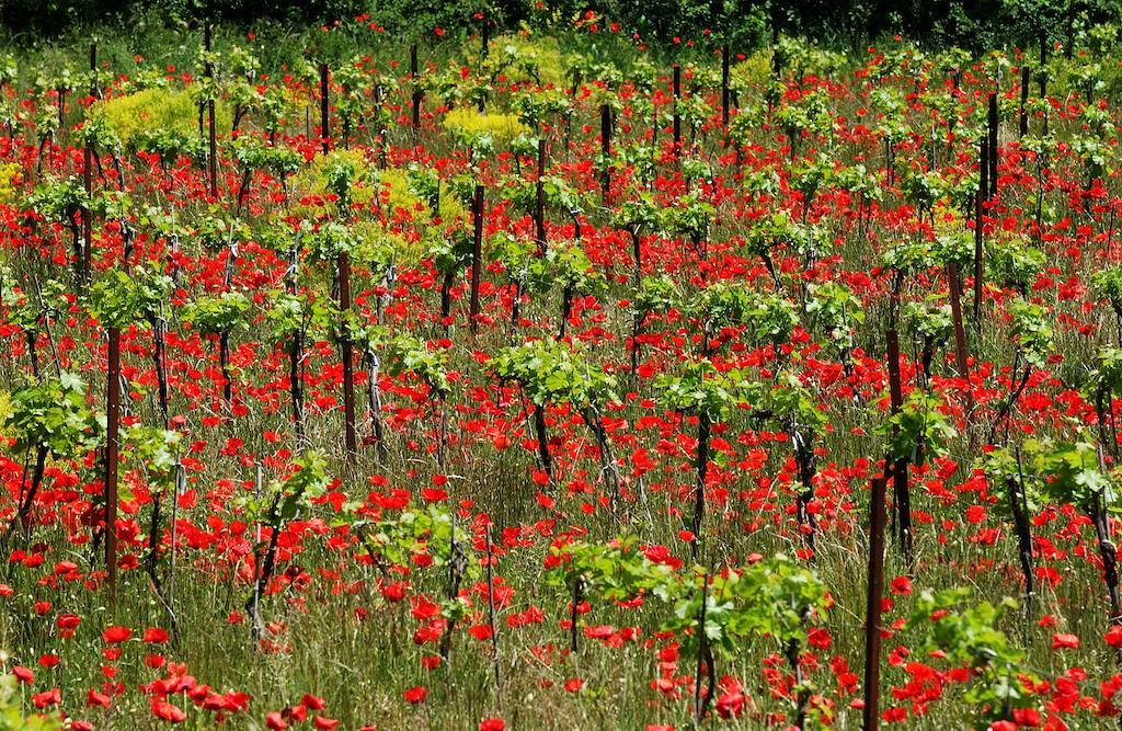 Une Campagne En Provence Bras Екстер'єр фото