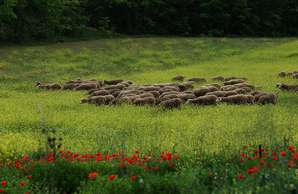 Une Campagne En Provence Bras Екстер'єр фото